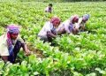 মীরসরাইয়ে শীতকালীন সবজি চাষে ব্যস্ত চাষি