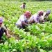 মীরসরাইয়ে শীতকালীন সবজি চাষে ব্যস্ত চাষি