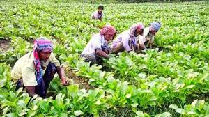 মীরসরাইয়ে শীতকালীন সবজি চাষে ব্যস্ত চাষি