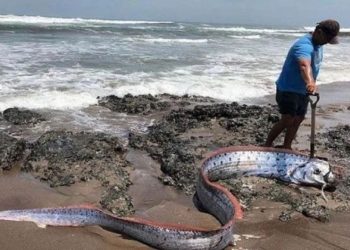 তিন মাসে এলো তিন ‘দানব মাছ