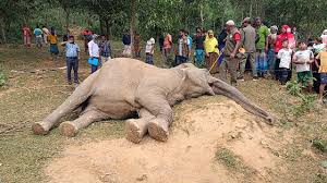 মাদি হাতির মৃত্যু