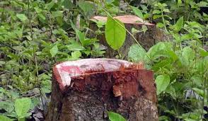 উজাড় হচ্ছে বনাঞ্চল