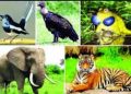 জীববৈচিত্র্য রক্ষায় বন্যপ্রাণী শিকার বন্ধ