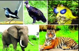 জীববৈচিত্র্য রক্ষায় বন্যপ্রাণী শিকার বন্ধ