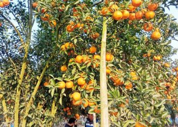 গাছ থেকে ছিঁড়ে কমলা কিনতে মানুষের ভিড়