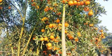 গাছ থেকে ছিঁড়ে কমলা কিনতে মানুষের ভিড়