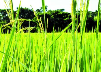 উত্তরবঙ্গে মরা কার্তিক যেন আর না আসে