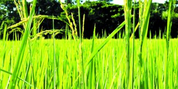 উত্তরবঙ্গে মরা কার্তিক যেন আর না আসে