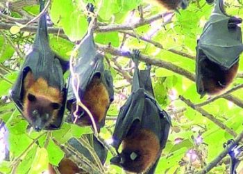 রাত কাটায় ভারতে, দিনে ঘুমায় বাংলাদেশে