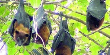 রাত কাটায় ভারতে, দিনে ঘুমায় বাংলাদেশে