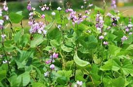 শিমের মাচা ভরে উঠেছে রঙিন ফুলে