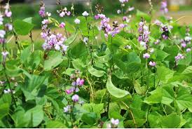 শিমের মাচা ভরে উঠেছে রঙিন ফুলে