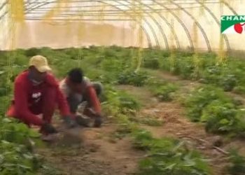 মরুভূমিতে নয়নাভিরাম সবুজের সমারোহ