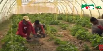 মরুভূমিতে নয়নাভিরাম সবুজের সমারোহ