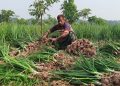 গ্রীষ্মকালীন ও মুড়িকাটা পেঁয়াজ