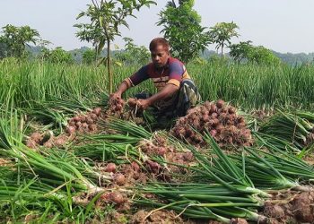 গ্রীষ্মকালীন ও মুড়িকাটা পেঁয়াজ