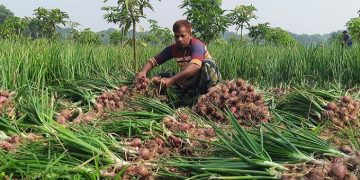 গ্রীষ্মকালীন ও মুড়িকাটা পেঁয়াজ
