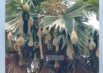 বাবুই পাখির বড়াই