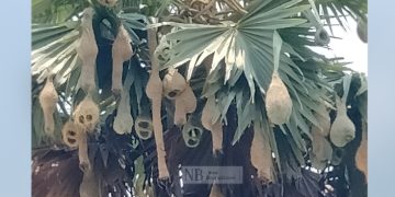 বাবুই পাখির বড়াই