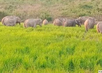 বন্য হাতির তাণ্ডবে ক্ষতিগ্রস্ত ফসলি জমি
