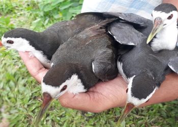 ফোন করলেই বাড়ি বাড়ি পৌঁছে যায় অতিথি পাখি
