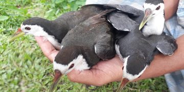 ফোন করলেই বাড়ি বাড়ি পৌঁছে যায় অতিথি পাখি