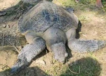 ধরা পড়ল ৫০ কেজি ওজনের কচ্ছপ