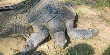ধরা পড়ল ৫০ কেজি ওজনের কচ্ছপ