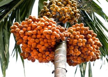 সুপারির বাম্পার ফলন