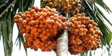 সুপারির বাম্পার ফলন