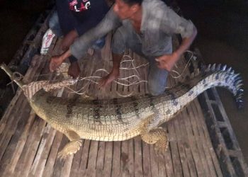 পদ্মায় জালে ধরা পড়ল কুমির