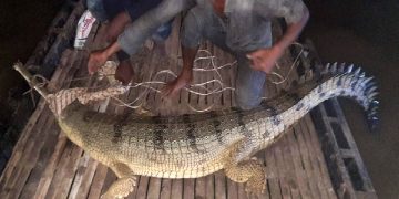 পদ্মায় জালে ধরা পড়ল কুমির