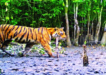 সুন্দরবন নিয়ে ৫৩ বছরেও নেই কোনো মহাপরিকল্পনা