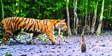 সুন্দরবন নিয়ে ৫৩ বছরেও নেই কোনো মহাপরিকল্পনা