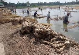 সুদিনে ফিরছে ‘পাট’