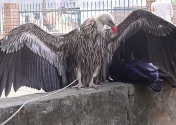 হিমালিয়ান গৃধিনী শকুন উদ্ধার