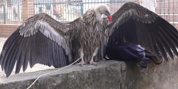 হিমালিয়ান গৃধিনী শকুন উদ্ধার