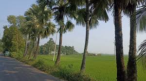 হারিয়ে যাচ্ছে বজ্র প্রতিরোধক তালগাছ