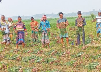 পেয়াঁজের বাম্পার ফলনে ব্যাপক উৎসাহ কৃষকের