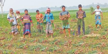 পেয়াঁজের বাম্পার ফলনে ব্যাপক উৎসাহ কৃষকের
