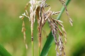 ব্লাস্ট রোগে নষ্ট ধানের শীষ
