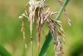 ব্লাস্ট রোগে নষ্ট ধানের শীষ