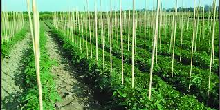 সাথী ফসলে সাফল্য