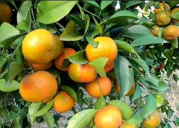 চায়না ও দার্জিলিং কমলার বাজিমাত