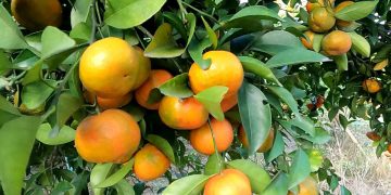 চায়না ও দার্জিলিং কমলার বাজিমাত