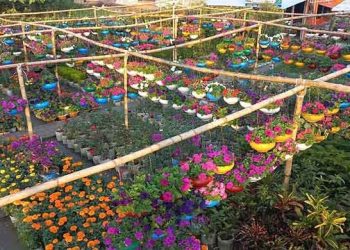 নার্সারি নয় যেন ফুলের বাগান