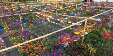 নার্সারি নয় যেন ফুলের বাগান