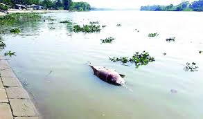 হালদা নদীতে ভেসে উঠল মৃত ডলফিন