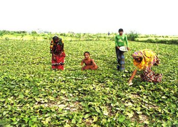 পটল চাষে বাম্পার ফলন