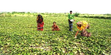 পটল চাষে বাম্পার ফলন